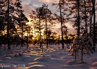 Magical sunset in the woods (Deje, Sweden 2010)