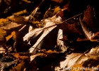 Autumn leaf pile (Jonsered, Sweden 2009)
