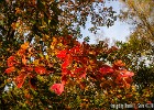 Intense colors in the fall... (Göteborg, Sweden 2011)