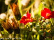 Flowers Flowers and vegetation